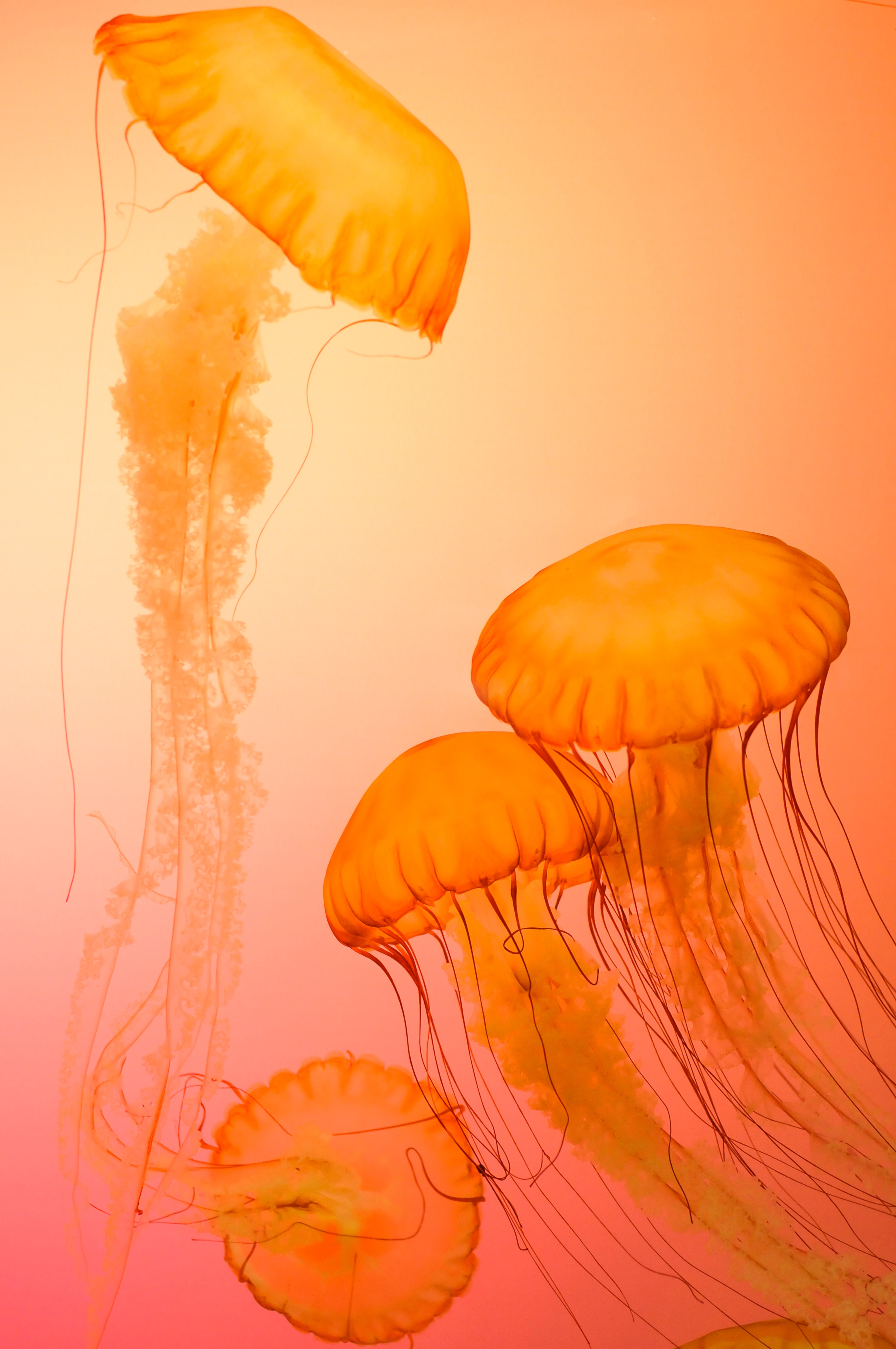 Jelly Fish Wallpaper