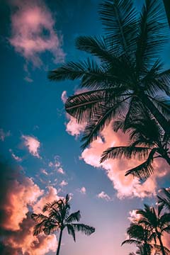 Coconut Trees
