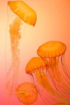 Jelly Fish