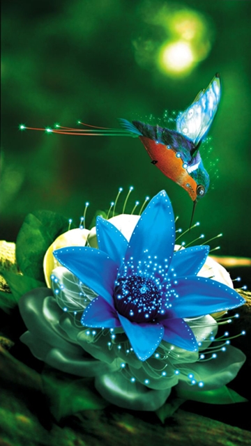 Humming Bird Wallpaper Wallpaper